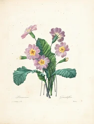 Primrose, engraved by Bessin, from 